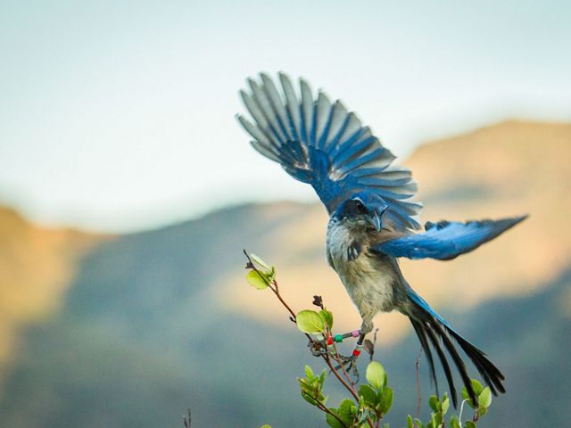 a blue scrub jay spreads its wings perched on a branch