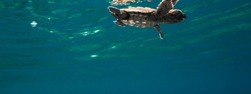 A baby turtle floats just beneath the surface of crystal clear water.