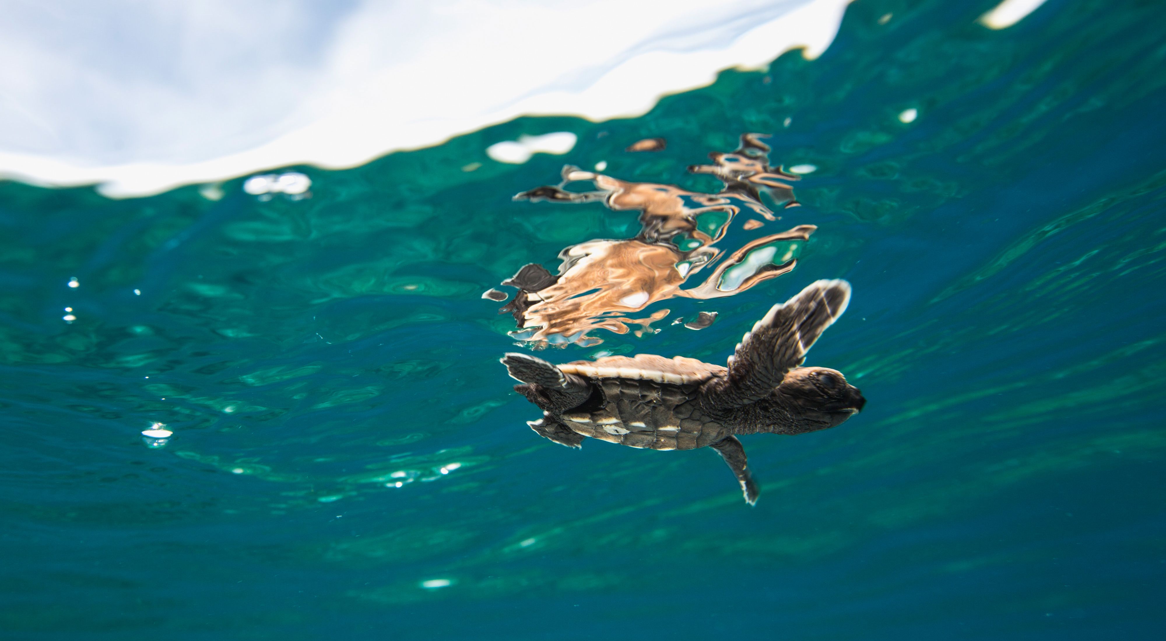 An underwater view of a hatchling sea turtle floating on the ocean surface.