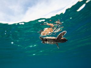 A newly hatched baby turtle makes its way into the ocean, Solomon Islands. 