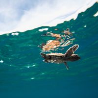 Close up of a baby sea turtle swimming just below the surface of the water.