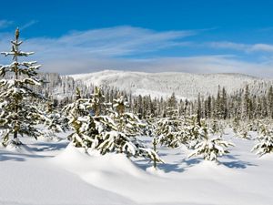A vast forest is covered in deep snow.