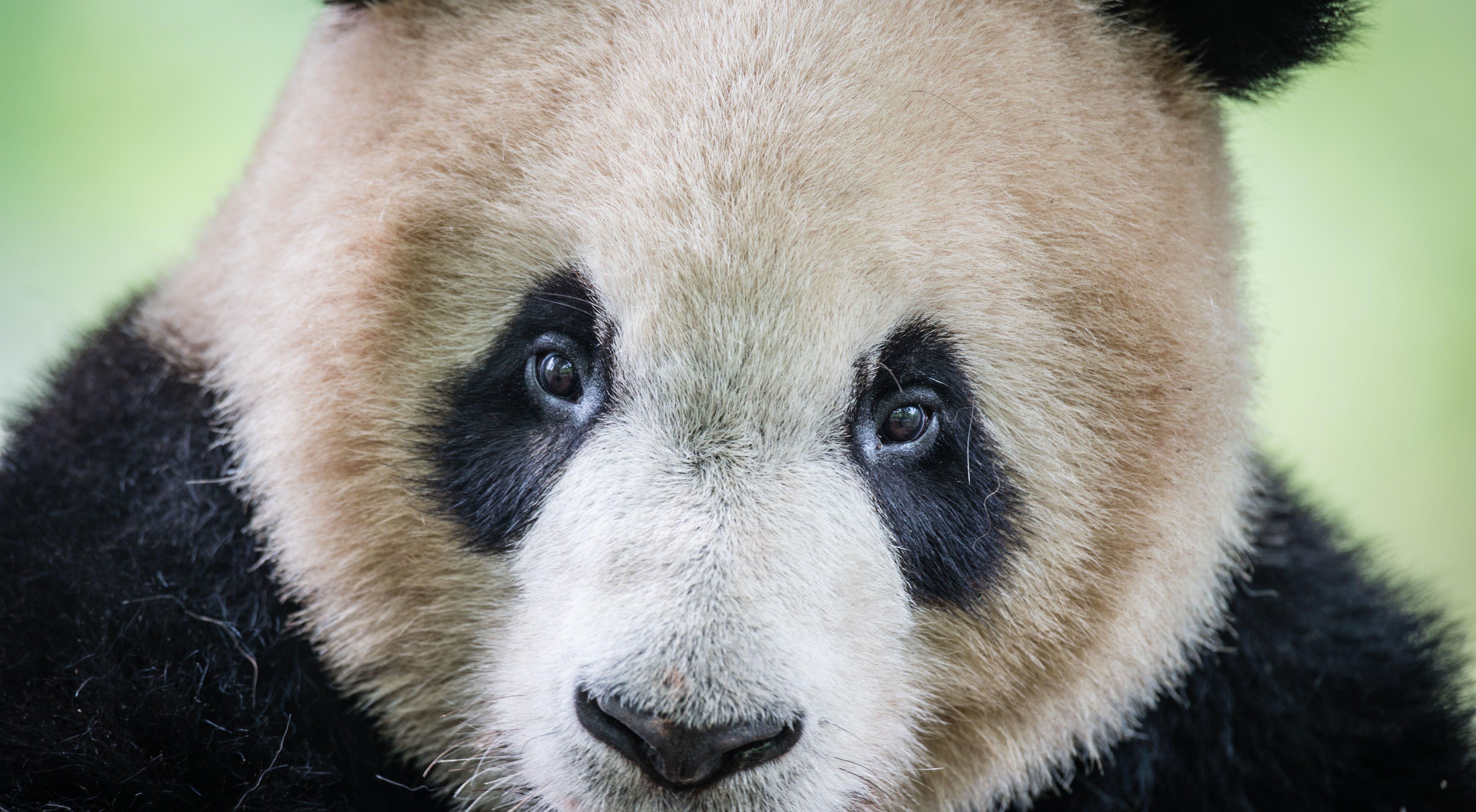 at the Dujiangyan Panda Base outside of Chengdu in Sichuan Province, China.