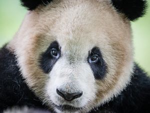 Image of a giant panda.