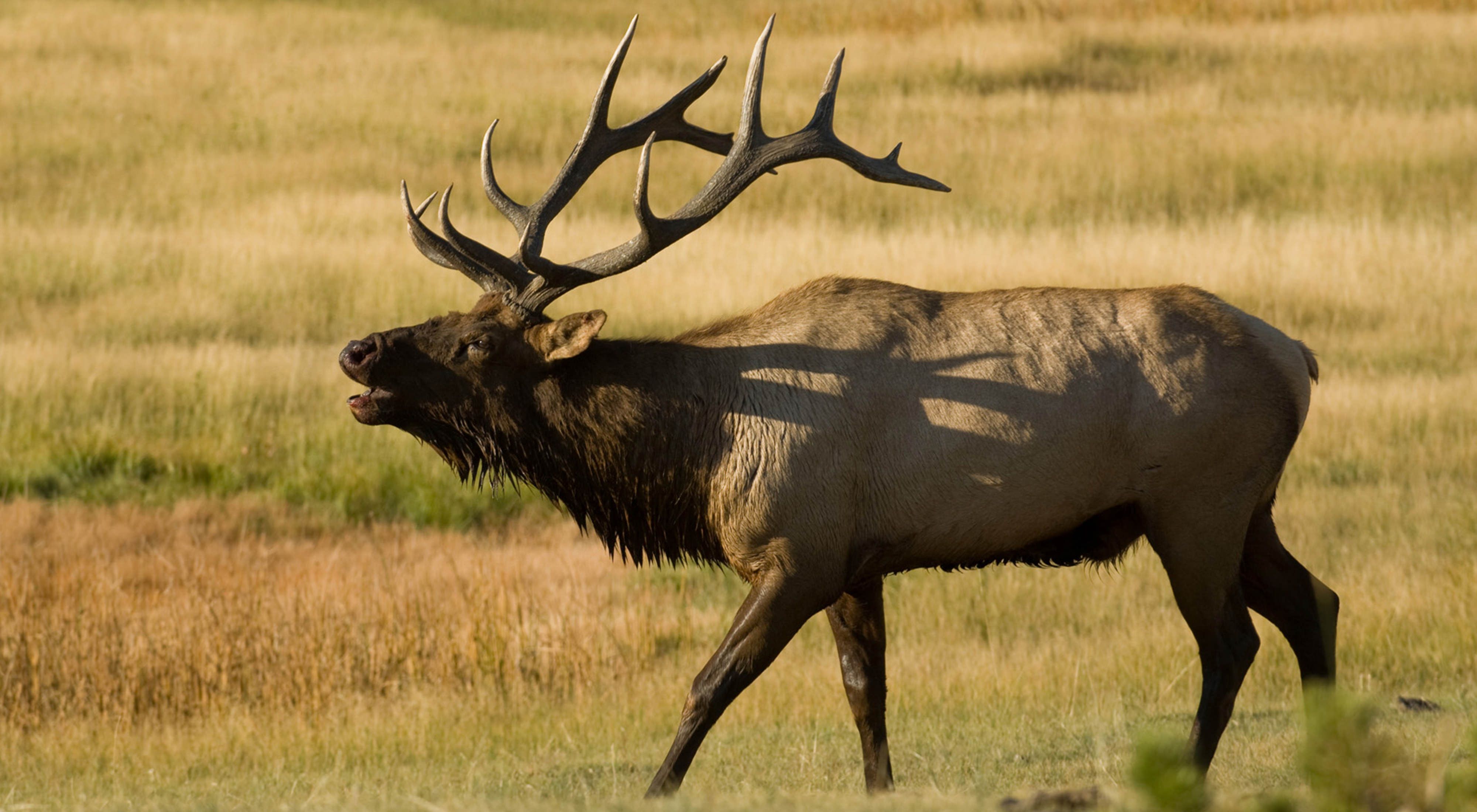 The Tallgrass Aspen Parkland landscape in Minnesota is home to elk.