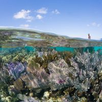 Gorgonians, blue sky and kayaker, Turneffe Atoll, Belize, Caribbean.