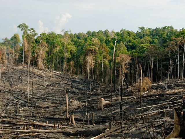 Tropical forest areas that have been deforested through a process of slash and burn to open areas for agriculture and subsistence farming in the Kalimantan region of Borneo, Indonesia.   