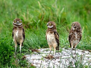 Three burrowing owls stand in grass.