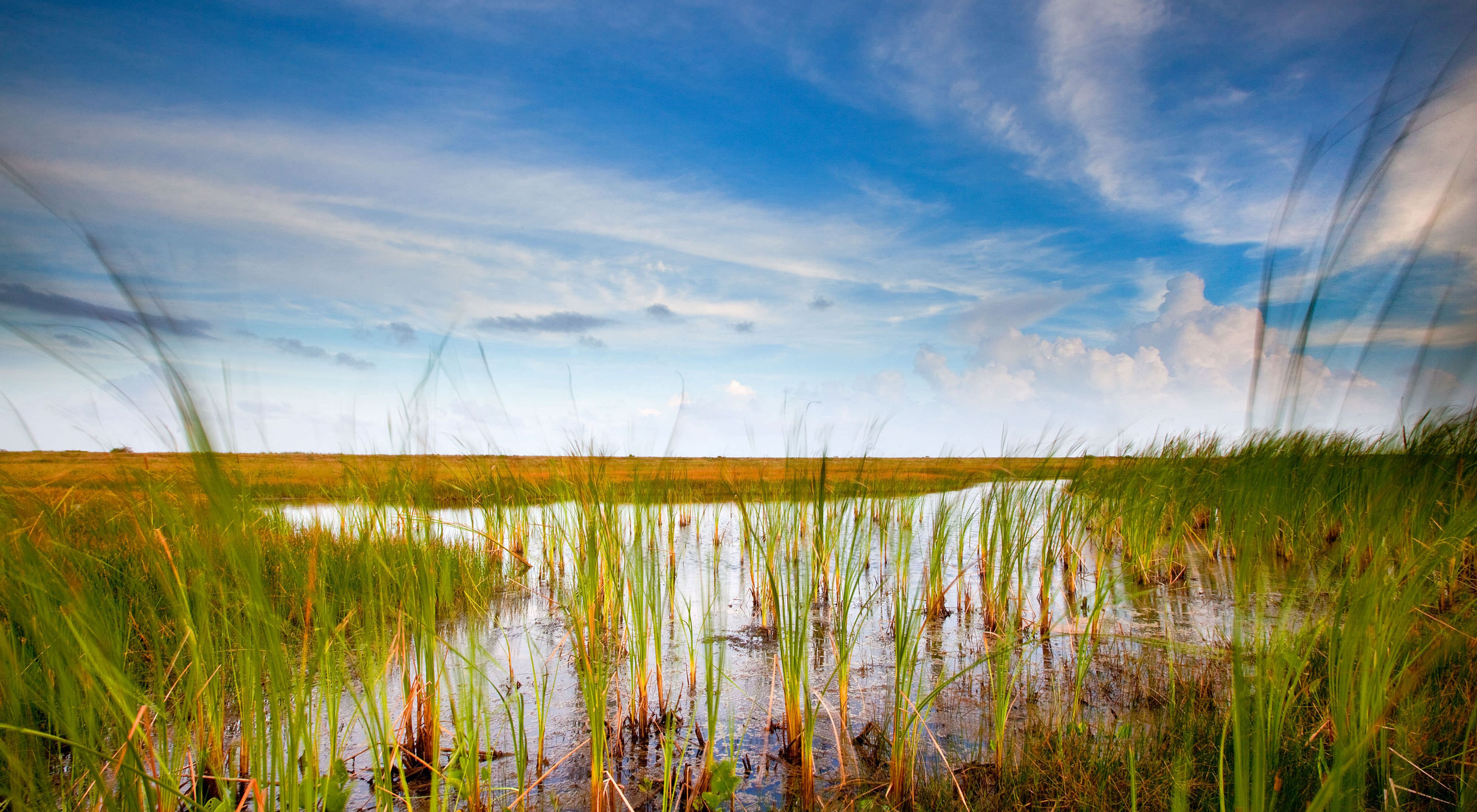 Landscape of the Texas marsh during sunset.