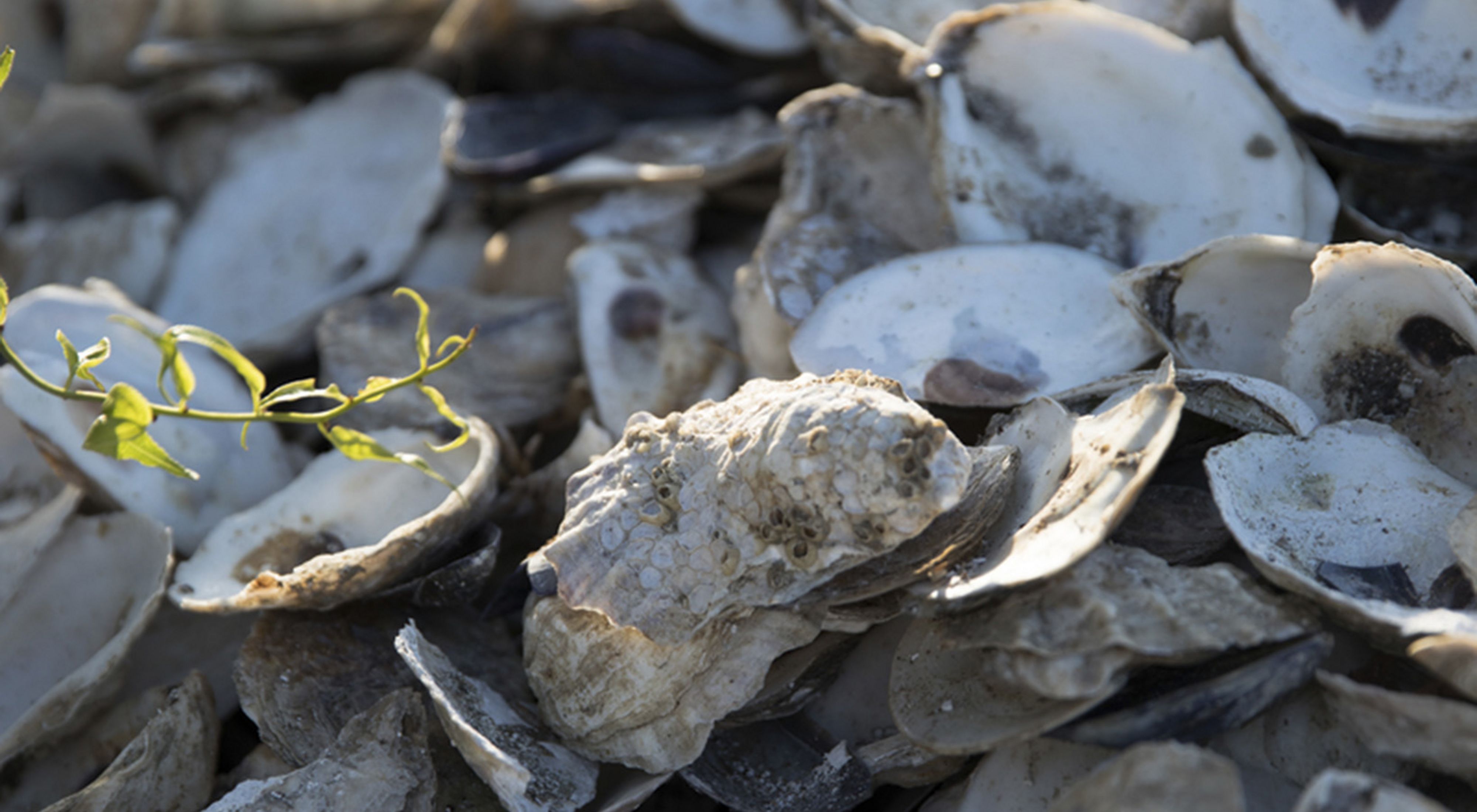 Close up view of a large pile of loose oyster shells. The shell halves are massed into a pile, some showing the smooth white interior surface with a dark round mark where the oyster was attached.