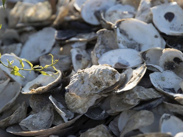 Closeup of a pile of empty oyster shells.