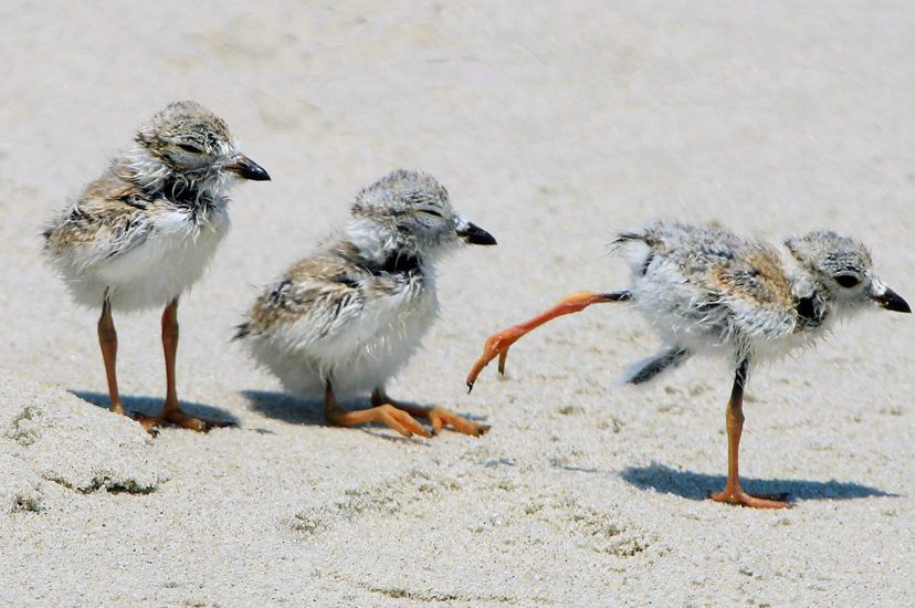 Three fuzzy white and gray piping plover chicks on a beach. The middle chick is sitting on the sand. The chick on the right has its leg extended behind as though it is about to run away.