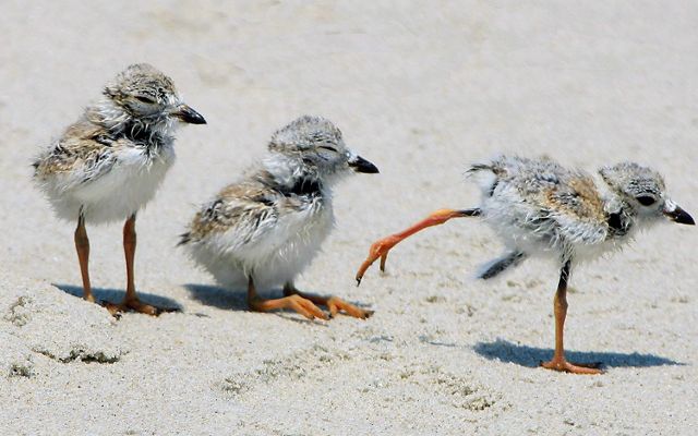Three fuzzy white and gray piping plover chicks on a beach. The middle chick is sitting on the sand. The chick on the right has its leg extended behind as though it is about to run away.