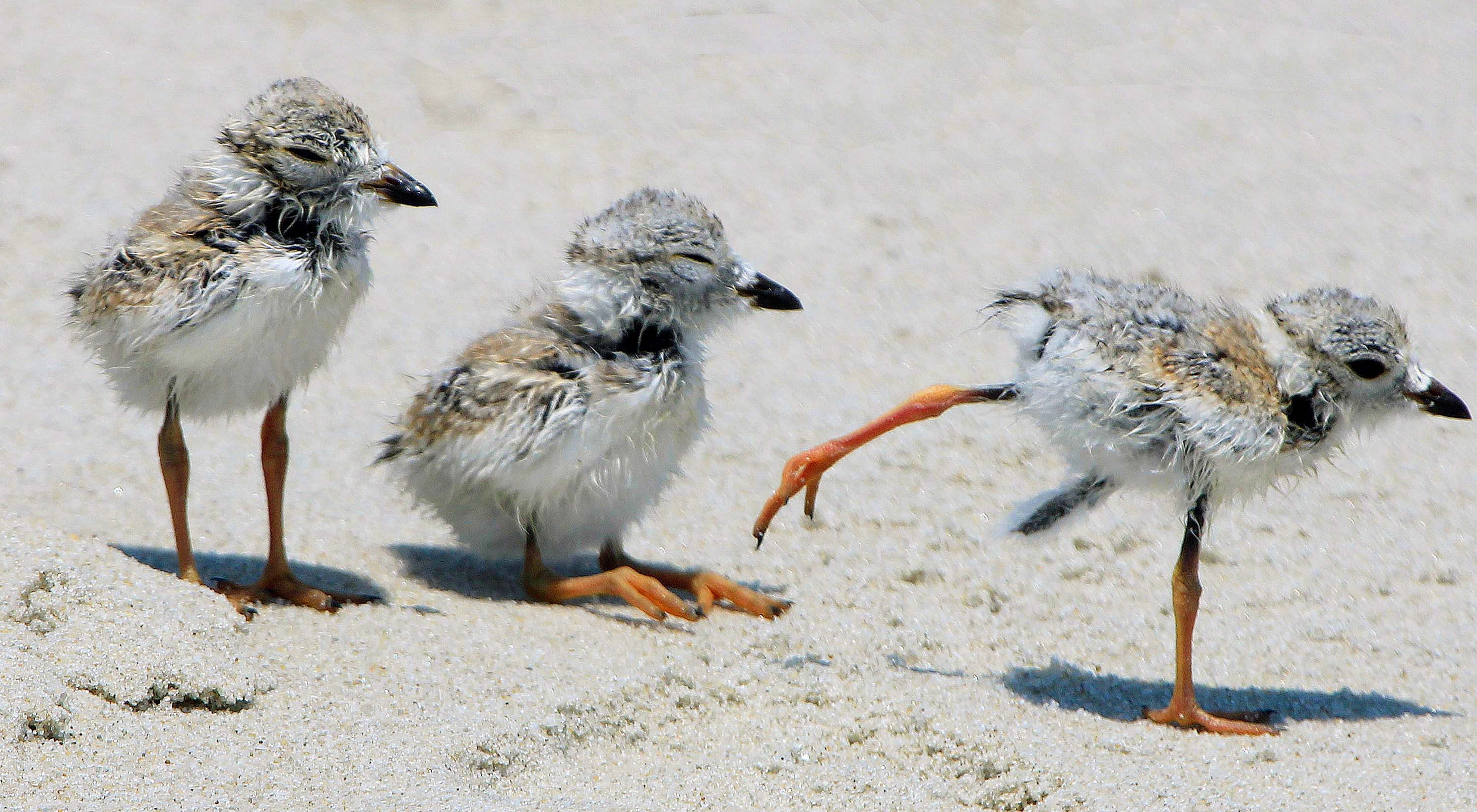 Three piping plover chicks on a sandy beach.
