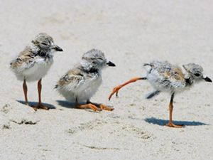 Three piping plover chicks on a sandy beach.
