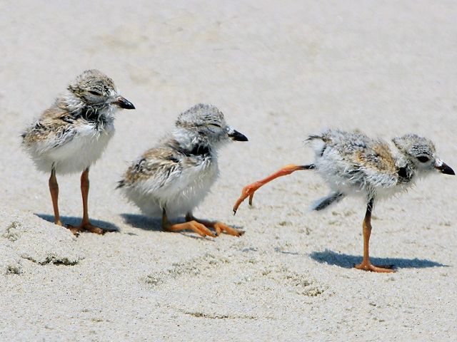 Three piping plover chicks on the sand.