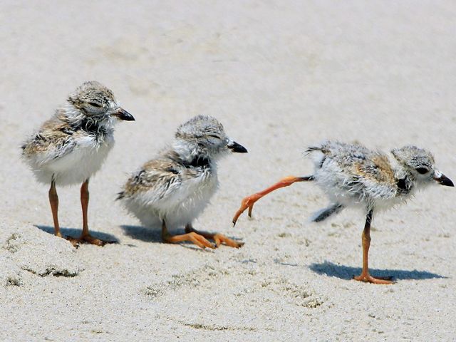 Three fuzzy white and gray piping plover chicks.