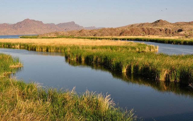 Las orillas de un río en el desierto están cubiertas de plantas palustres y una isla de plantas divide el río en dos canales. La vegetación verde contrasta con las colinas de roca roja del fondo.