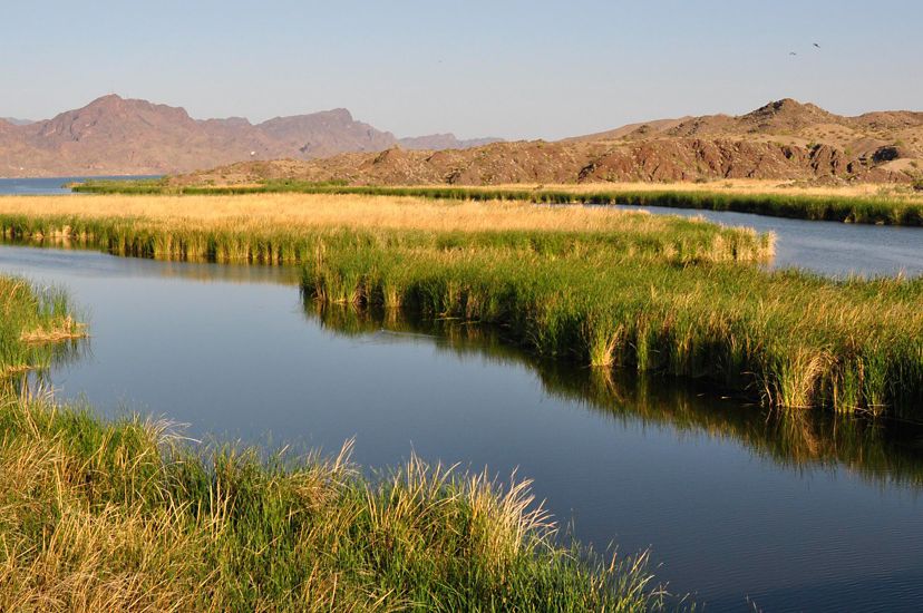 A desert river's banks are covered in reedy marshy plants and an island of the plants splits the river into two channels. The green vegetation contrasts against the red rock hills in the background.
