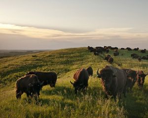 A herd of bison walk across a grassy, hilly landscape toward the camera.