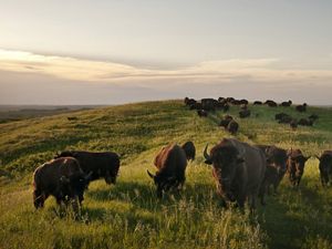 Grazing bison in the Loess Hills.