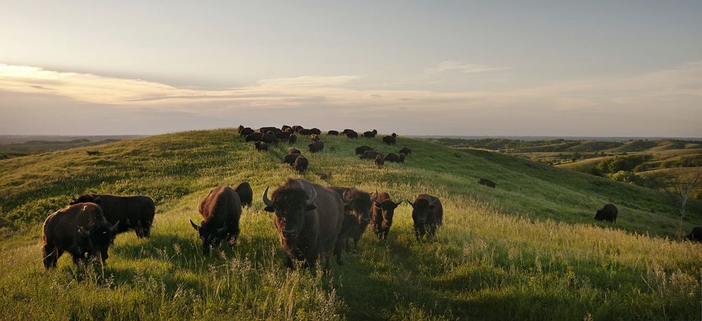 Bison herd at the Broken Kettle Grasslands Preserve.