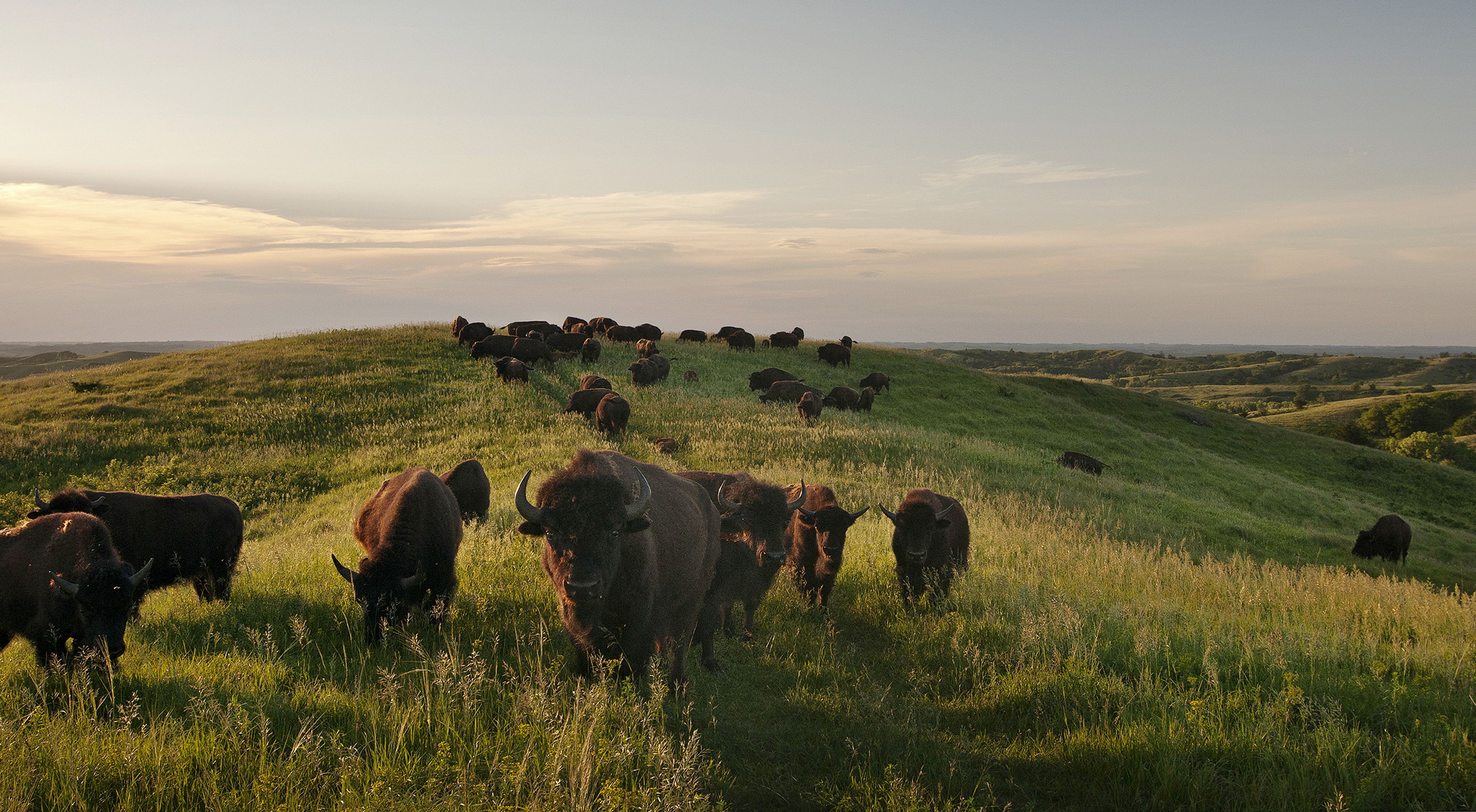 A herd of bison walk across a grassy, hilly landscape toward the camera.