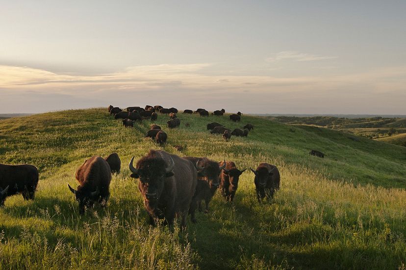 Bison grazing on rolling grasslands in late afternoon in the Loess Hills of Iowa.
