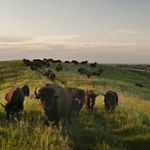 A herd of bison atop a hill at the Broken Kettle Grasslands Preserve in Iowa.