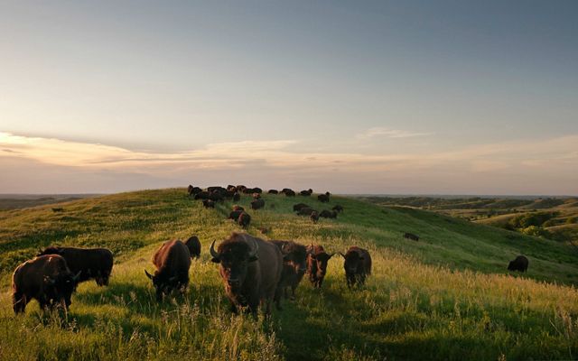 Overlooking the bison herd at the Broken Kettle Grasslands Preserve in the Loess Hills of Iowa which are known for resiliency in the face of climate change.