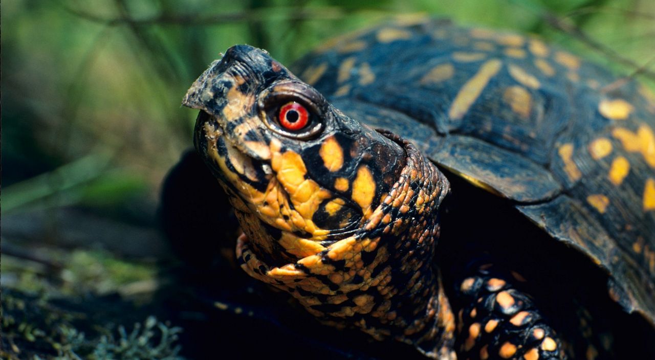 Paw Paw Prairie Fen Preserve | The Nature Conservancy in MI