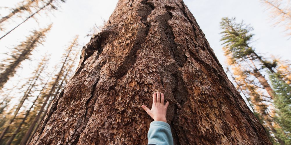 Child's hand touches wide trunk of towering tree.