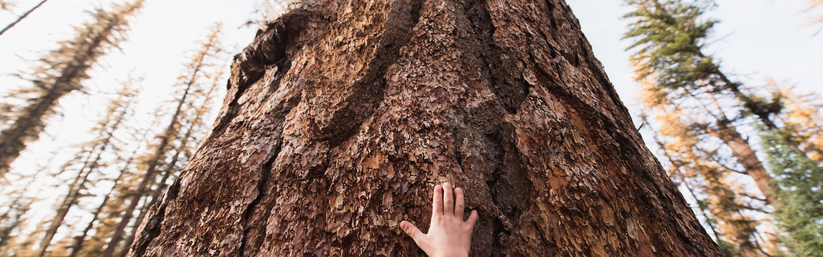 Child's hand touches wide trunk of towering tree.