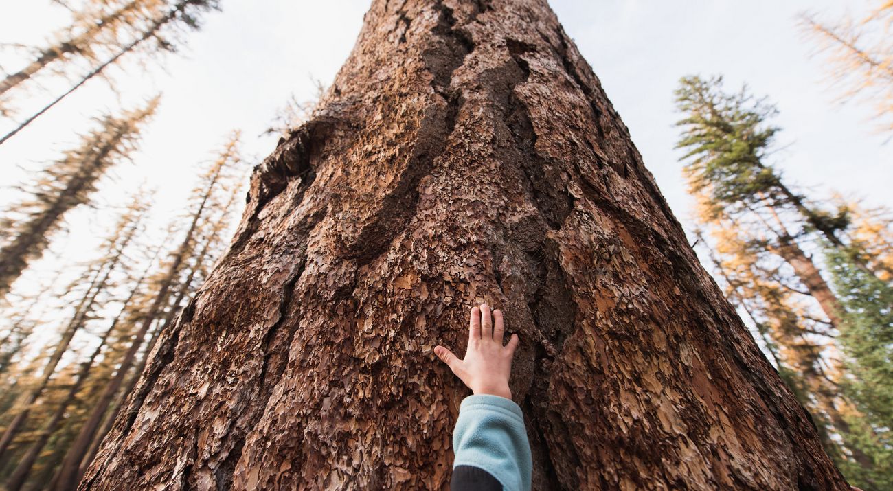 Mano tocando tronco del árbol