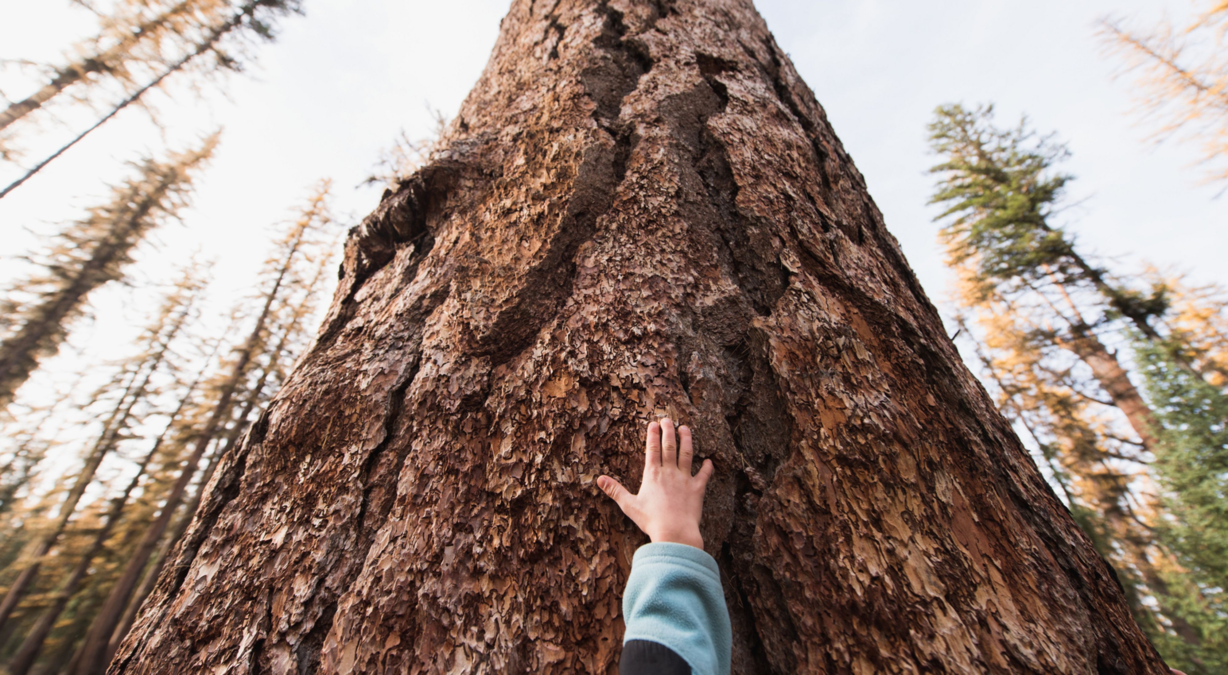 A child visits the world's largest known Western larch tree just outside of TNC's Great Western Checkerboards Project in Montana.
