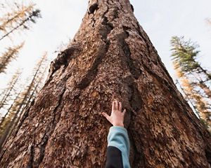 A child visits the world's largest known Western larch tree just outside of TNC's Great Western Checkerboards Project in Montana.