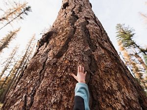 Small boy reaching hand up large tree