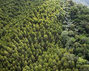 Aerial view of a forest.
