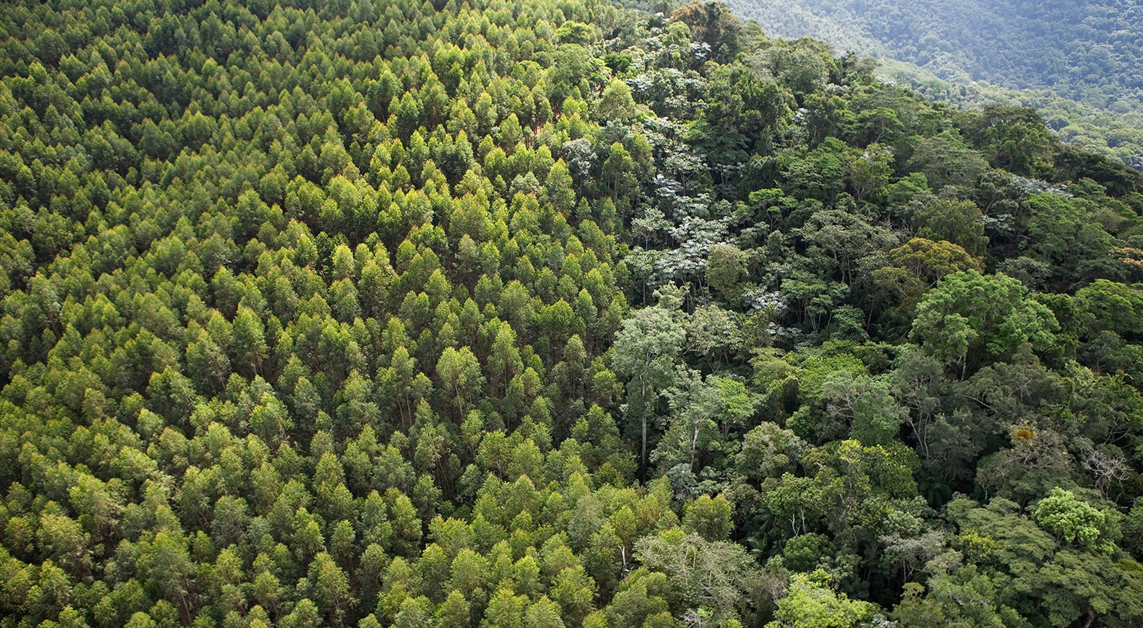 Aerial view of contrasting forest of planted eucalyptus (on left) and natural forest; near the Cachoeira Reservoir.