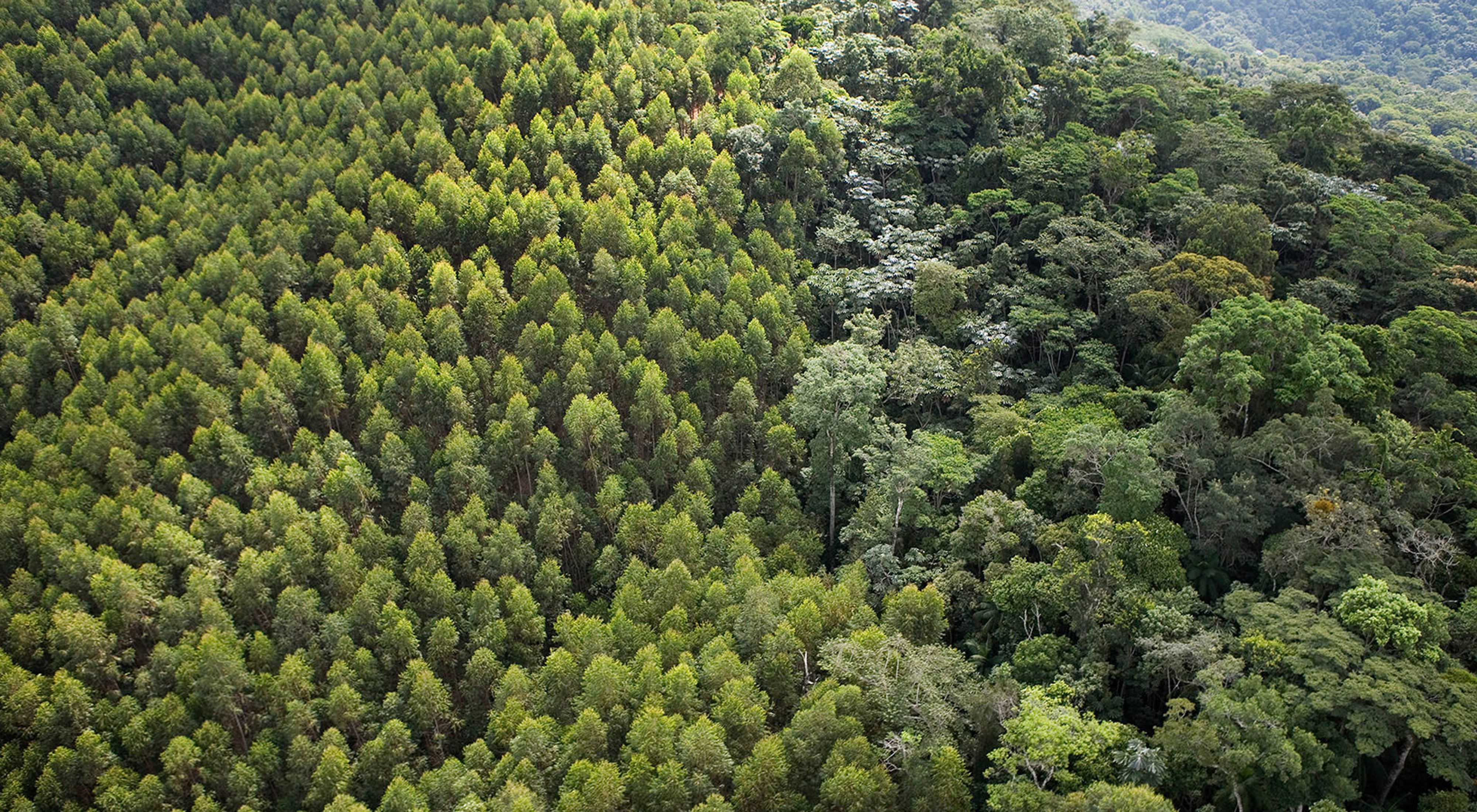Aerial view of contrasting forest of planted eucalyptus (on left) and natural forest; near the Cachoeira Reservoir.