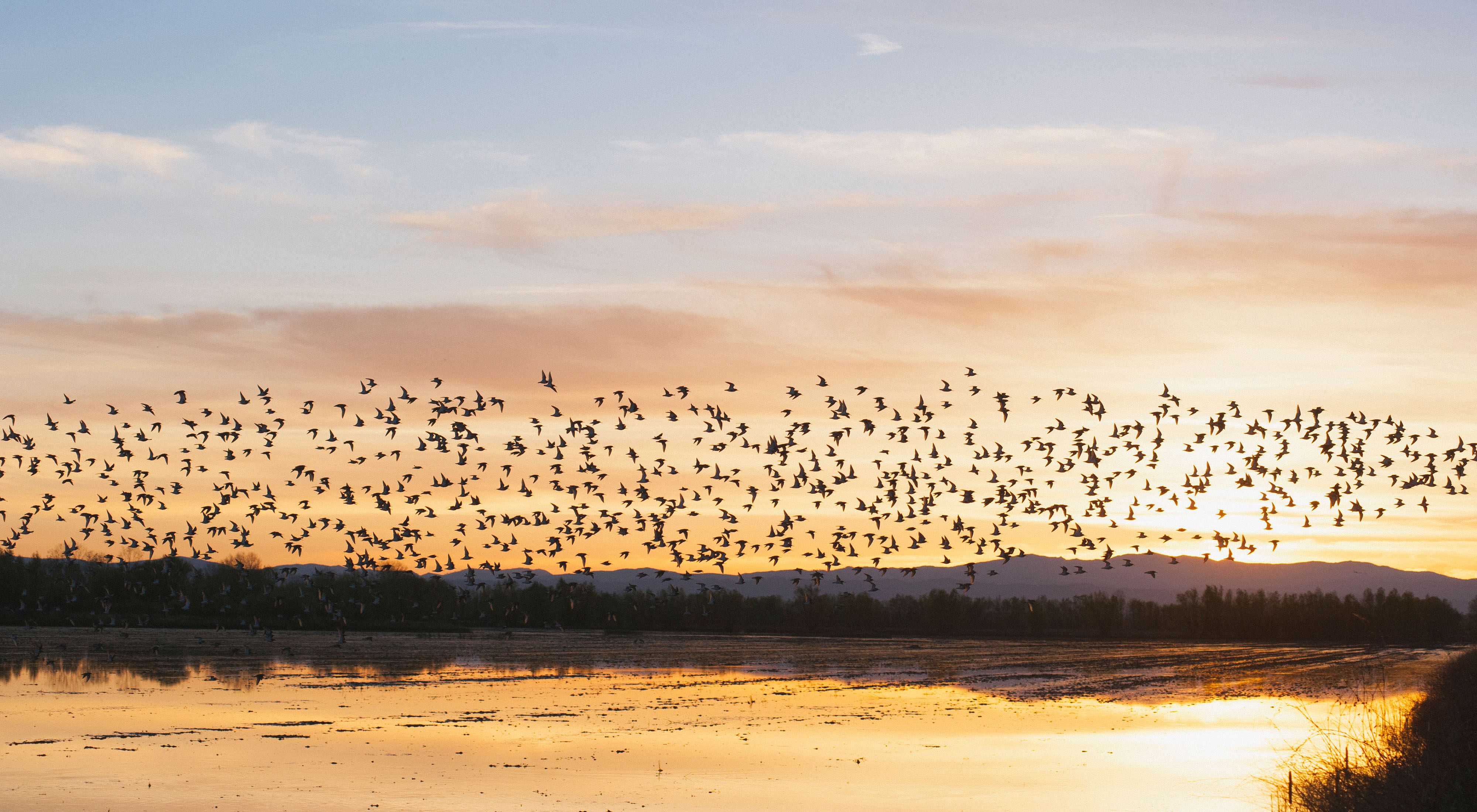 A large flock of birds fly over a flooded field.
