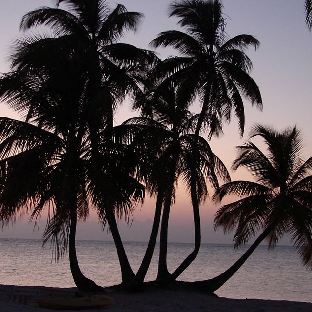 palm trees silhouetted at sunset