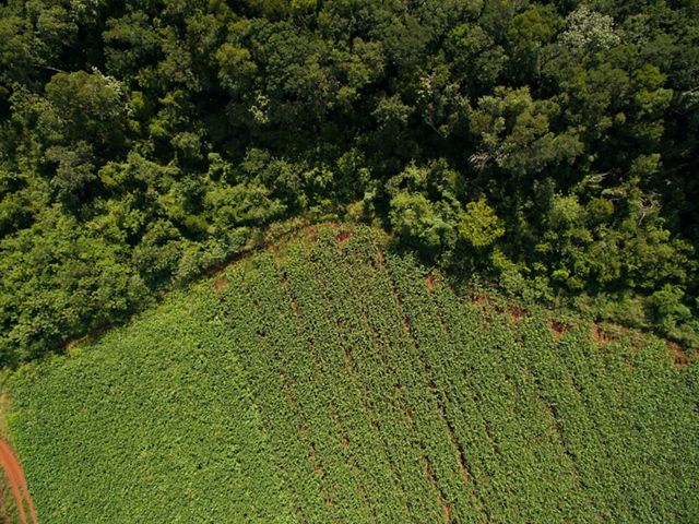 borders corn fields in the ejido of San Agustin, Yucatan.
