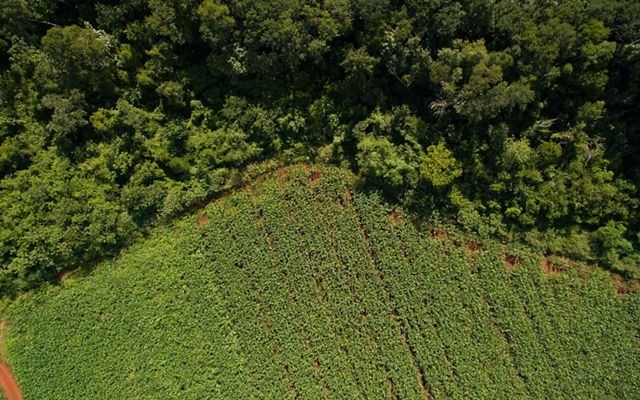 borders corn fields in the ejido of San Agustin, Yucatan.
