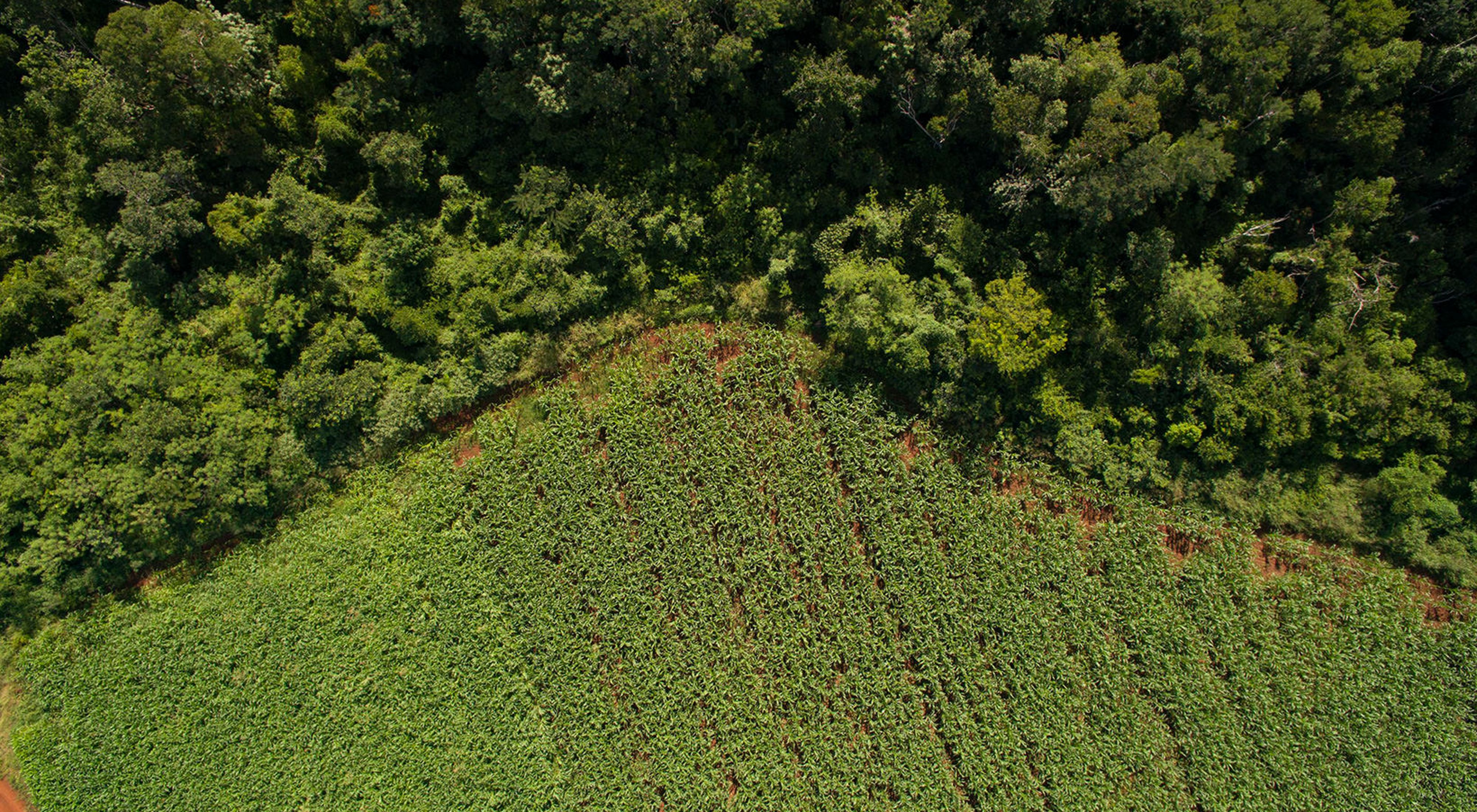 borders corn fields in the ejido of San Agustin, Yucatan.