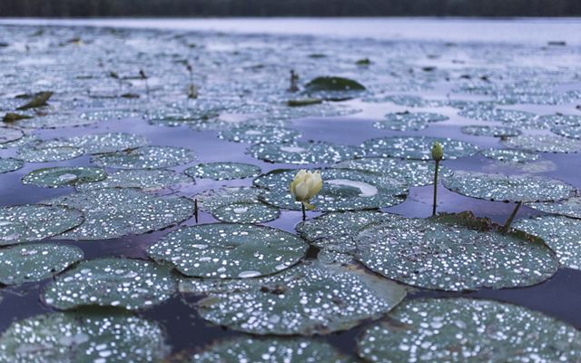 Lilly pads glisten with dew on a calm lake.