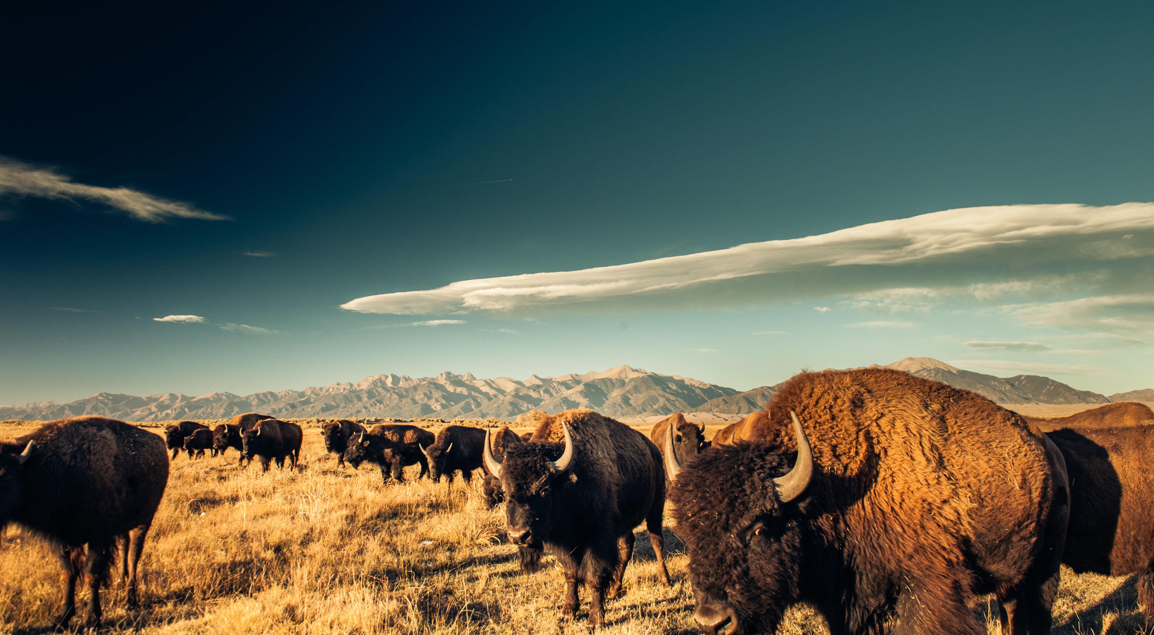 (ALL INTERNAL RIGHTS, LIMITED EXTERNAL RIGHTS) Bison (Bison bison) grazing on the Zapata Ranch with the Great Sand Dunes NP and Sangre de Cristo mountains in the background, Colorado USA. PHOTO CREDIT: © Nick Hall