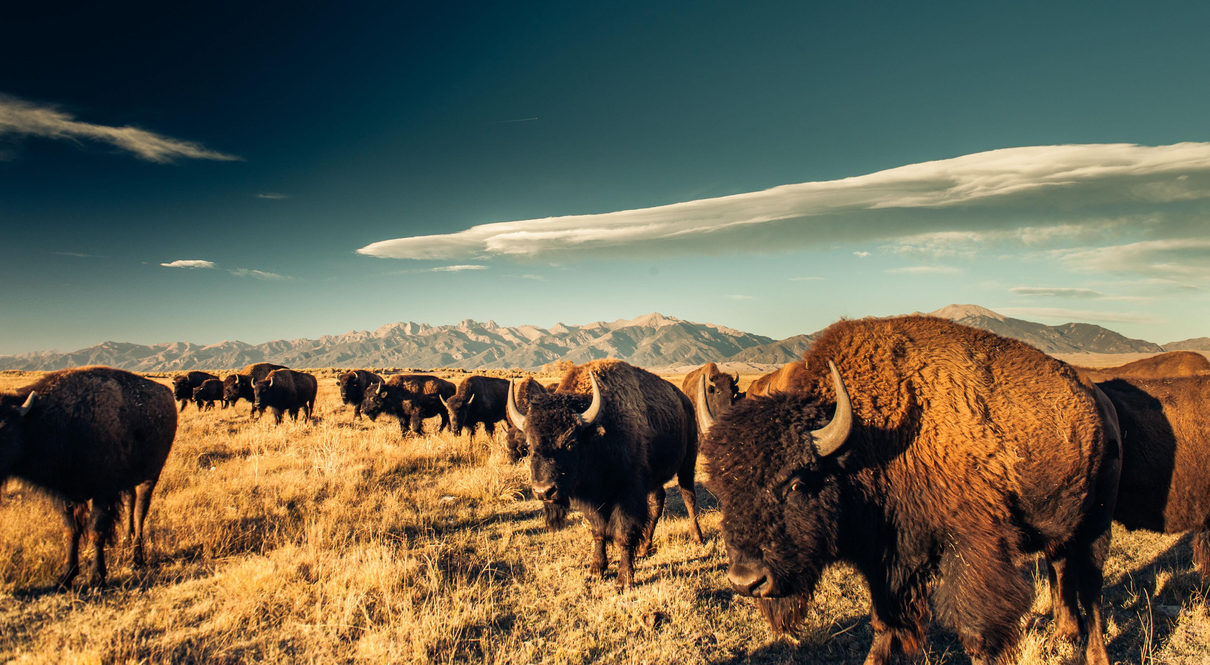 Herd of bison on a grassy plain with mountains in the background.