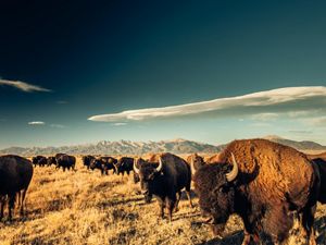 Bison grazing on a grassy plain.