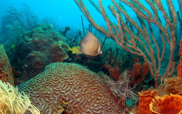 Colorful reef fish swim around coral.
